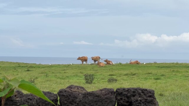 Brown Cows Grazing in Coastal Meadow with White Egrets and Ocean Under Dramatic Sky. Peaceful agricultural landscape combining livestock, coastal nature, wildlife, sustainable farming