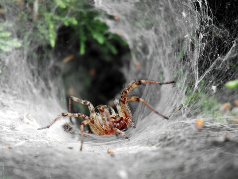 A large, striped spider (Agelena labyrinthica) is positioned at the entrance of its funnel-shaped web. The web is made of thick, white silk and is attached to surrounding foliage.
