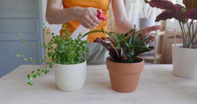 Woman spraying houseplants. Moisturize leaves of tropical plants during the heating season at home. Greenery at home. Eco-friendly life. Taking care of plants, hobby.