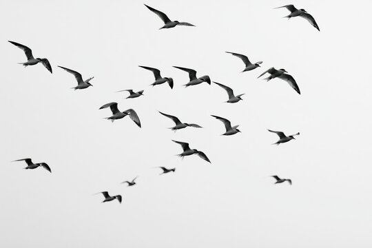 The Birds in Flight Across a Pale Sky Creating a Dynamic Migratory Scene