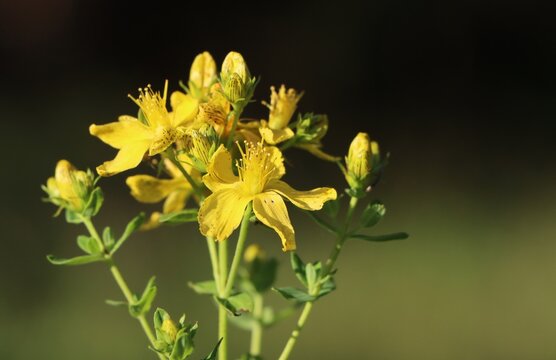 Hypericum perforatum (St. John's wort) wild medicinal herb
