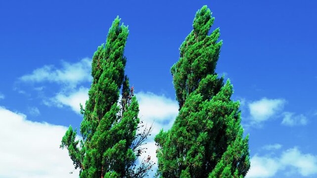 Italian cypress trees against blue sky with white clouds