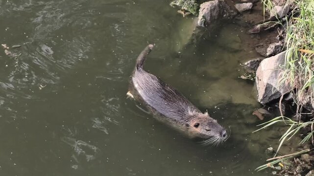 A nutria rodent with wet fur, swimming in a calm natural freshwater environment.
