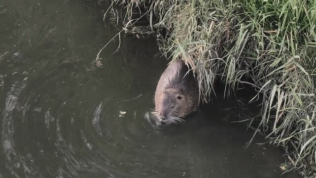 A nutria, a rodent partially hidden in the grass by the river, is cleaning its paws, creating ripples on the water.
