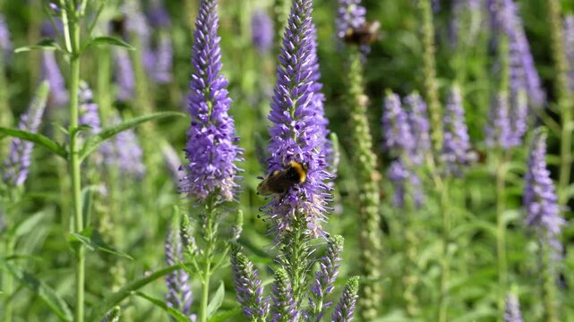 Bumblebee Pollinating Purple Speedwell Flowers