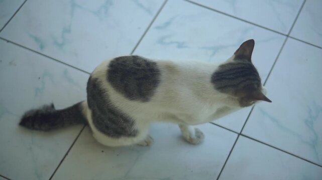 Top view of a domestic white cat with grey patches standing on a ceramic tiled floor.