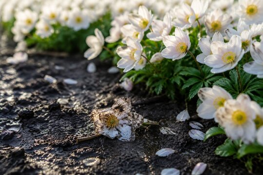 Delicate flower crushed in mud among pristine blossoms under morning light with shallow focus.