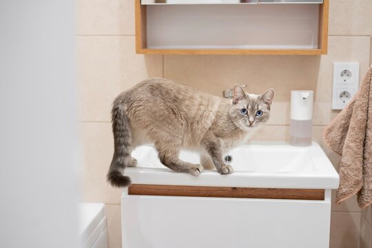 Thai cat drinking water from sink in bright bathroom setting  
