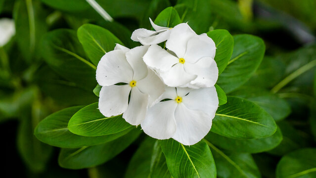 White Vinca or Periwinkle or Sada Bahar close up
