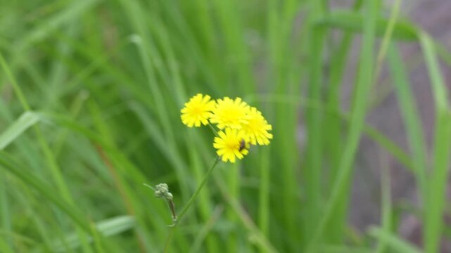 Yellow Hawkweed Flowers With Small Insect in Grass