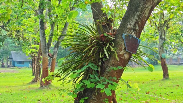 Trees in the Park หรือ Park Trees