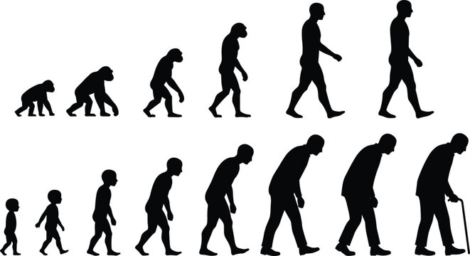 Human evolution silhouettes, ape to man stages, life cycle growth, aging process, walking evolution, prehistoric to modern man, generational timeline illustration