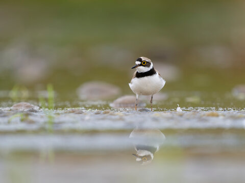 Little-ringed plover, Charadrius dubius