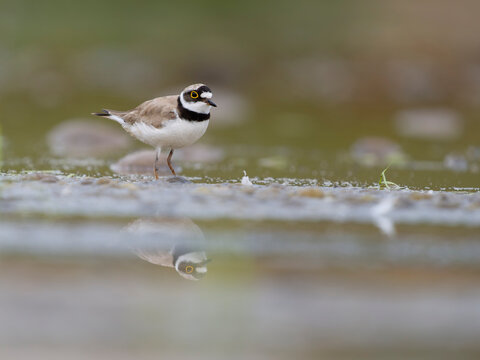 Little-ringed plover, Charadrius dubius