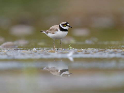 Little-ringed plover, Charadrius dubius