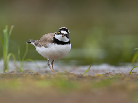 Little-ringed plover, Charadrius dubius