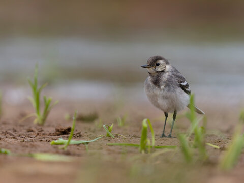 Little-ringed plover, Charadrius dubius