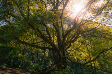 Fototapeta premium Glowing sun rays through an ancient tree in forest