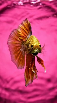 Gold Betta Fish Swimming in Bright Pink Rippling Water Refraction
