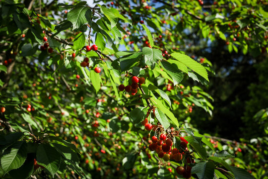 Close-up of a cherry tree&nbsp;branch with ripe red cherry fruits. 