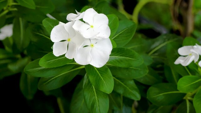 White Vinca or Periwinkle or Sada Bahar close up