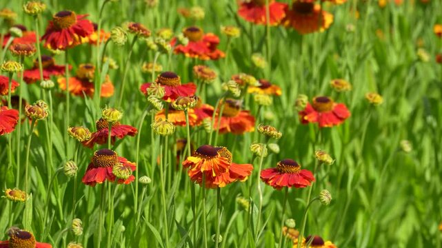 Red and Orange Sneezeweed Flowers in Bloom