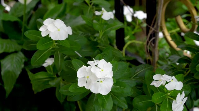 White Vinca or Periwinkle or Sada Bahar full frame