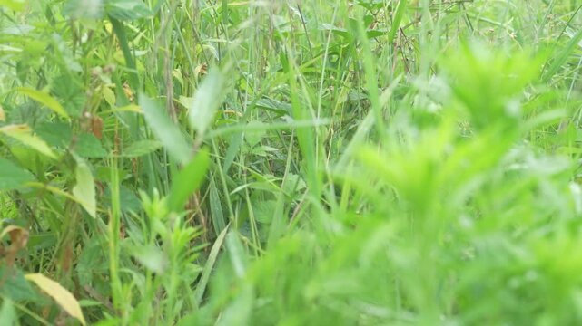 草刈り機で草を刈る男性