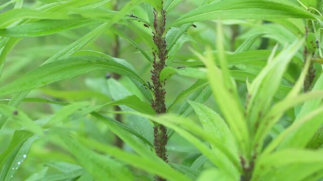 草に群がる大量の虫