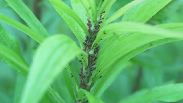 草に群がる大量の虫