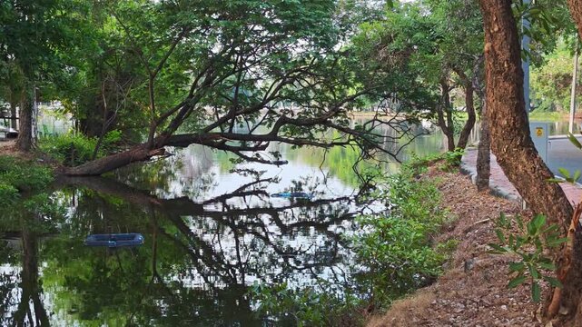 Trees in the Park หรือ Park Trees
