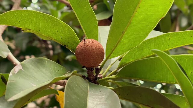 Close up of a sapodilla fruit hanging on a tree branch