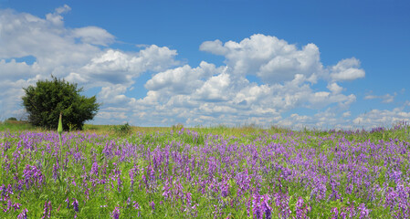 Fototapeta premium Blooming summer meadow of purple wildflowers with white clouds in the sky.