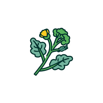 Flat illustration of broccoli plant with flower