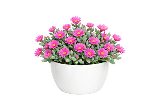 Blooming Oscularia deltoides with bright pink flowers and thick green leaves in a white ceramic pot, isolated on transparent background.