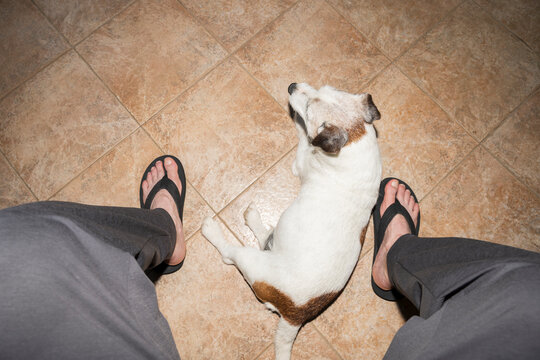 Dog Resting Between Owner Feet on Tile Floor