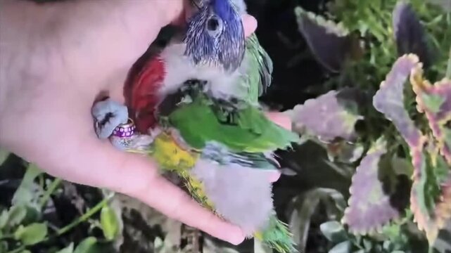 Human hand gently petting a small green parrot