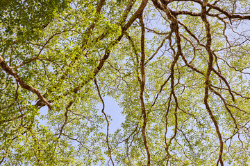 Fototapeta premium Tree Branches and Leaves Against Blue Sky