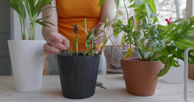 An unrecognizable woman cuts the dry, diseased leaves of a houseplant called Monstera monkey mask.