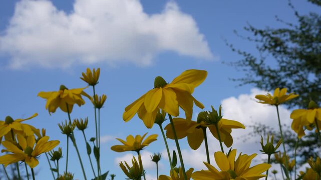 Yellow Coneflowers Against Blue Summer Sky