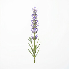 Obraz premium Lavender flower with purple blossoms and green leaves on white background 