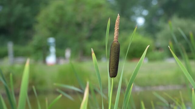 Common Cattail Growing by Quiet Pond