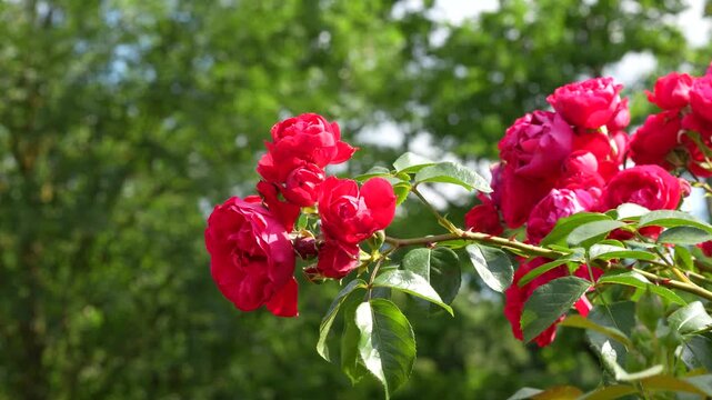 Red Garden Roses Blooming in Sunshine
