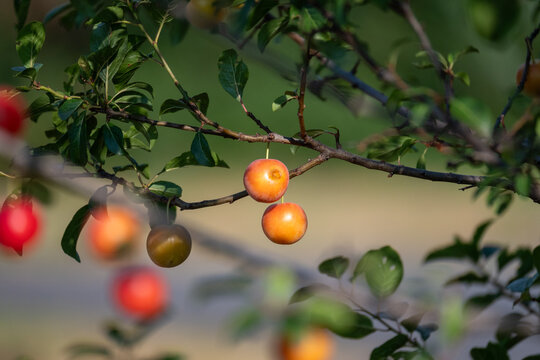Ripe cherry plums on tree branch