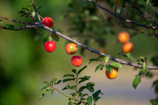 Ripe cherry plums on tree branch