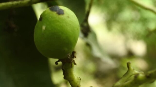 Young mangoes attached to the tree move in the wind