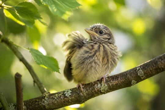 Fledgling bird fluffing feathers on branch, soft morning light through leaves.