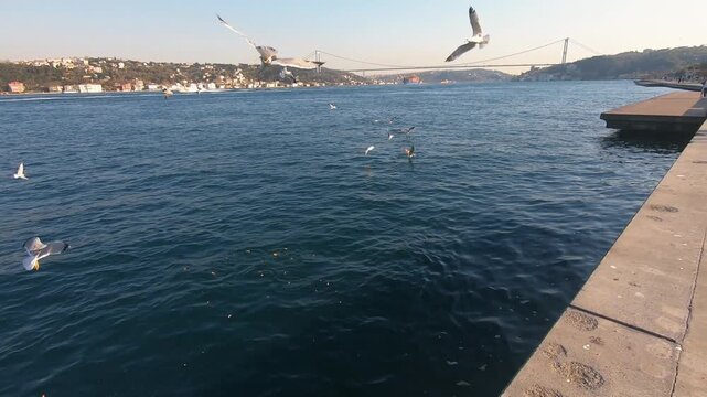 Seagulls Diving for Food in Deep Blue Water of Bosphorus Strait, Panoramic Cityscape of Istanbul with Historical Coast and Suspension Bridge, Sunny Day Outdoor Activity in Turkey, Marine Birds Footage