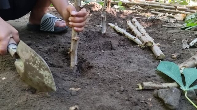 Farmer planting cassava cutting with shovel in garden.