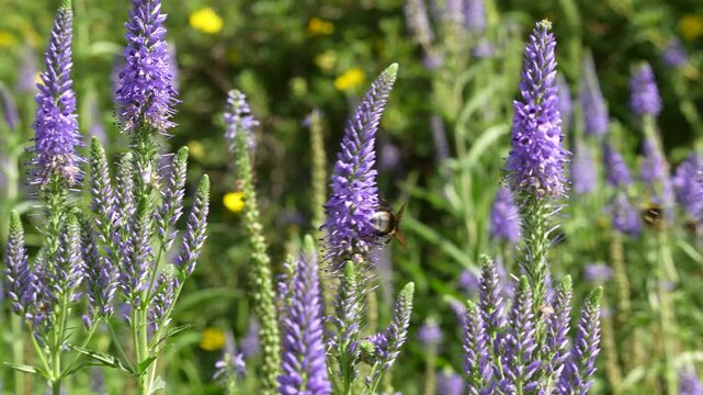 Bumblebees Visiting Purple Speedwell Flowers